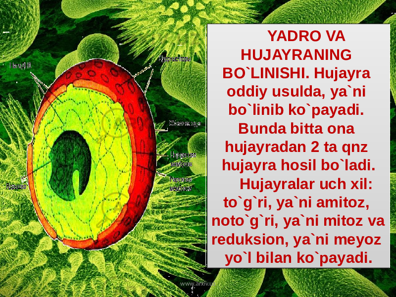 YADRO VA HUJAYRANING BO`LINISHI. Hujayra oddiy usulda, ya`ni bo`linib ko`payadi. Bunda bitta ona hujayradan 2 ta qnz hujayra hosil bo`ladi. Hujayralar uch xil: to`g`ri, ya`ni amitoz, noto`g`ri, ya`ni mitoz va reduksion, ya`ni meyoz yo`l bilan ko`payadi. www.arxiv.uz2C 01 2D 0A 15 2D 1302 13 01 12 0B0A 061F1002 050A 