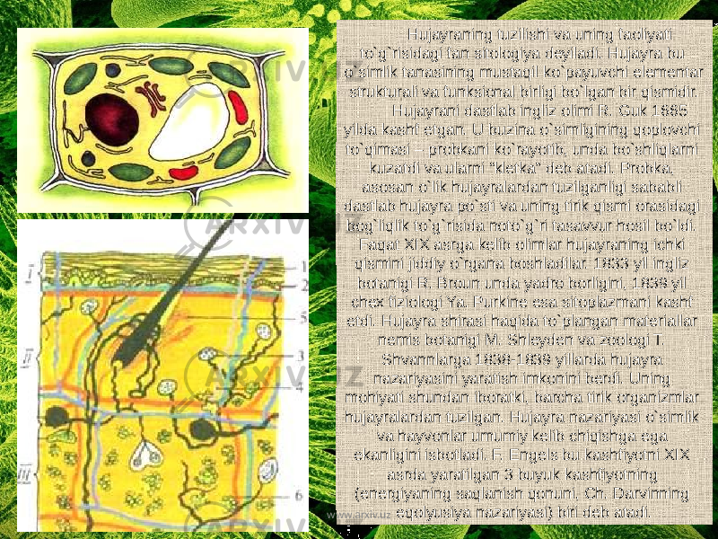 Hujayraning tuzilishi va uning faoliyati to`g`risidagi fan sitologiya deyiladi. Hujayra bu o`simlik tanasining mustaqil ko`payuvchi elementar strukturali va funksional birligi bo`lgan bir qismidir. Hujayrani dastlab ingliz olimi R. Guk 1665 yilda kashf etgan. U buzina o`simligining qoplovchi to`qimasi – probkani ko`rayotib, unda bo`shliqlarni kuzatdi va ularni “kletka” deb atadi. Probka, asosan o`lik hujayralardan tuzilganligi sababli dastlab hujayra po`sti va uning tirik qismi orasidagi bog`liqlik to`g`risida noto`g`ri tasavvur hosil bo`ldi. Faqat XIX asrga kelib olimlar hujayraning ichki qismini jiddiy o`rgana boshladilar. 1833 yil ingliz botanigi R. Broun unda yadro borligini, 1839 yil chex fiziologi Ya. Purkine esa sitoplazmani kashf etdi. Hujayra shirasi haqida to`plangan materiallar nemis botanigi M. Shleyden va zoologi T. Shvannlarga 1838-1839 yillarda hujayra nazariyasini yaratish imkonini berdi. Uning mohiyati shundan iboratki, barcha tirik organizmlar hujayralardan tuzilgan. Hujayra nazariyasi o`simlik va hayvonlar umumiy kelib chiqishga ega ekanligini isbotladi. F. Engels bu kashfiyotni XIX asrda yaratilgan 3 buyuk kashfiyotning (energiyaning saqlanish qonuni, Ch. Darvinning eqolyusiya nazariyasi) biri deb atadi. www.arxiv.uz 