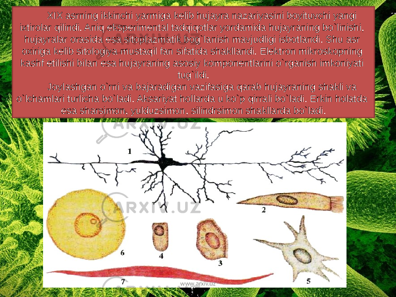 XIX asrning ikkinchi yarmiga kelib hujayra nazariyasini boyituvchi yangi ixtirolar qilindi. Aniq eksperimental tadqiqotlar yordamida hujayraning bo`linishi, hujayralar orasida esa sitoplazmatik bog`lanish mavjudligi isbotlandi. Shu asr oxiriga kelib sitologiya mustaqil fan sifatida shakllandi. Elektron mikroskopning kashf etilishi bilan esa hujayraning asosiy komponentlarini o`rganish imkoniyati tug`ildi. Joylashgan o`rni va bajaradigan vazifasiga qarab hujayraning shakli va o`lchamlari turlicha bo`ladi. Aksariyat hollarda u ko`p qirrali bo`ladi. Erkin holatda esa sharsimon, yulduzsimon, silindrsimon shakllarda bo`ladi. www.arxiv.uz 