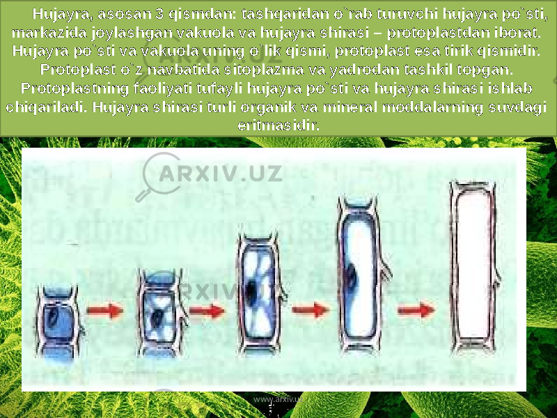 Hujayra, asosan 3 qismdan: tashqaridan o`rab turuvchi hujayra po`sti, markazida joylashgan vakuola va hujayra shirasi – protoplastdan iborat. Hujayra po`sti va vakuola uning o`lik qismi, protoplast esa tirik qismidir. Protoplast o`z navbatida sitoplazma va yadrodan tashkil topgan. Protoplastning faoliyati tufayli hujayra po`sti va hujayra shirasi ishlab chiqariladi. Hujayra shirasi turli organik va mineral moddalarning suvdagi eritmasidir. www.arxiv.uz 