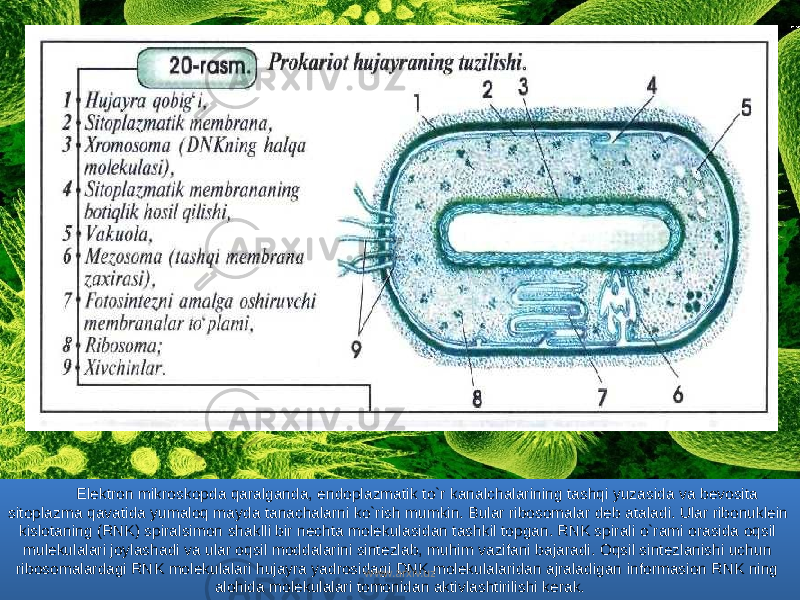 Elektron mikroskopda qaralganda, endoplazmatik to`r kanalchalarining tashqi yuzasida va bevosita sitoplazma qavatida yumaloq mayda tanachalarni ko`rish mumkin. Bular ribosomalar deb ataladi. Ular ribonuklein kislotaning (RNK) spiralsimon shaklli bir nechta molekulasidan tashkil topgan. RNK spirali o`rami orasida oqsil mulekulalari joylashadi va ular oqsil moddalarini sintezlab, muhim vazifani bajaradi. Oqsil sintezlanishi uchun ribosomalardagi RNK molekulalari hujayra yadrosidagi DNK molekulalaridan ajraladigan informasion RNK ning alohida molekulalari tomonidan aktivlashtirilishi kerak. www.arxiv.uz02 13 1E 1D 0B 0912 