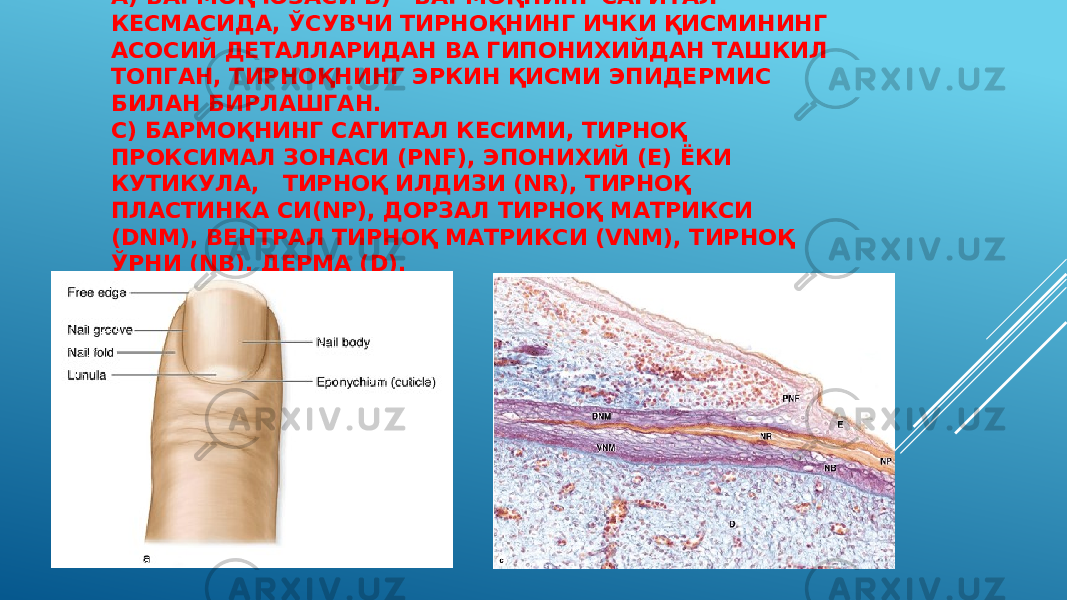 А) БАРМОҚ ЮЗАСИ B) БАРМОҚНИНГ САГИТАЛ КЕСМАСИДА, ЎСУВЧИ ТИРНОҚНИНГ ИЧКИ ҚИСМИНИНГ АСОСИЙ ДЕТАЛЛАРИДАН ВА ГИПОНИХИЙДАН ТАШКИЛ ТОПГАН, ТИРНОҚНИНГ ЭРКИН ҚИСМИ ЭПИДЕРМИС БИЛАН БИРЛАШГАН. С) БАРМОҚНИНГ САГИТАЛ КЕСИМИ, ТИРНОҚ ПРОКСИМАЛ ЗОНАСИ (PNF), ЭПОНИХИЙ (E) ЁКИ КУТИКУЛА, ТИРНОҚ ИЛДИЗИ (NR), ТИРНОҚ ПЛАСТИНКА СИ(NP), ДОРЗАЛ ТИРНОҚ МАТРИКСИ (DNM), ВЕНТРАЛ ТИРНОҚ МАТРИКСИ (VNM), ТИРНОҚ ЎРНИ (NB), ДЕРМА (D). 