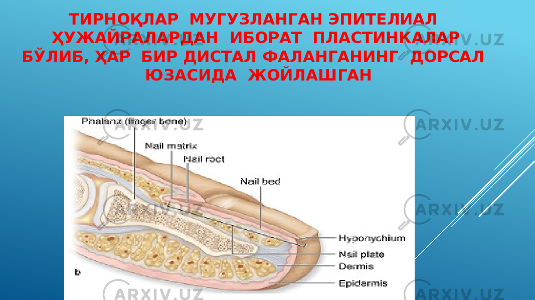 ТИРНОҚЛАР МУГУЗЛАНГАН ЭПИТЕЛИАЛ ҲУЖАЙРАЛАРДАН ИБОРАТ ПЛАСТИНКАЛАР БЎЛИБ, ҲАР БИР ДИСТАЛ ФАЛАНГАНИНГ ДОРСАЛ ЮЗАСИДА ЖОЙЛАШГАН 