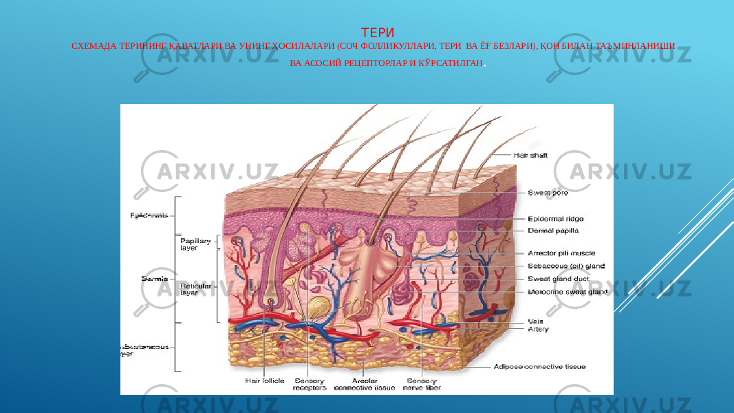  ТЕРИ СХЕМАДА ТЕРИНИНГ ҚАВАТЛАРИ ВА УНИНГ ҲОСИЛАЛАРИ (СОЧ ФОЛЛИКУЛЛАРИ, ТЕРИ ВА ЁҒ БЕЗЛАРИ), ҚОН БИЛАН ТАЪМИНЛАНИШИ ВА АСОСИЙ РЕЦЕПТОРЛАР И КЎРСАТИЛГАН . 