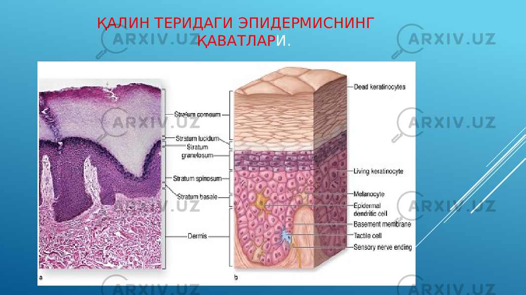  ҚАЛИН ТЕРИДАГИ ЭПИДЕРМИСНИНГ ҚАВАТЛАР И. 