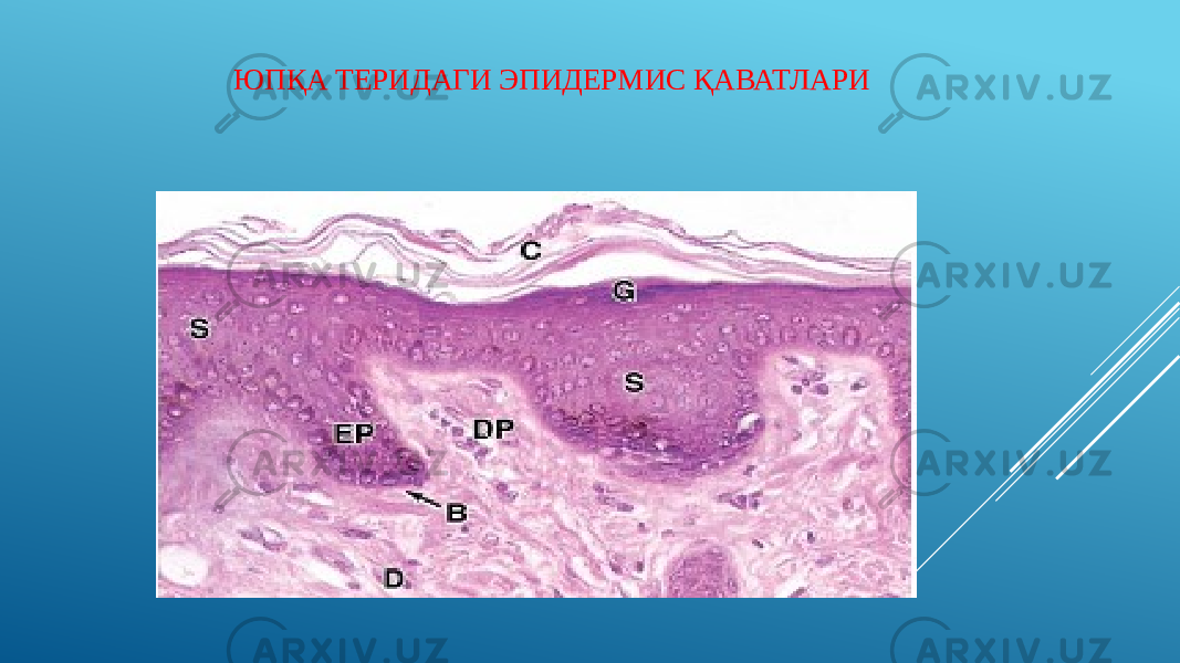 ЮПҚА ТЕРИДАГИ ЭПИДЕРМИС ҚАВАТЛАРИ   