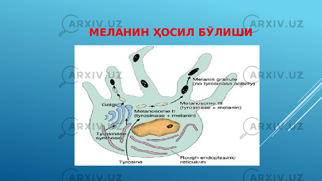  МЕЛАНИН ҲОСИЛ БЎЛИШИ 