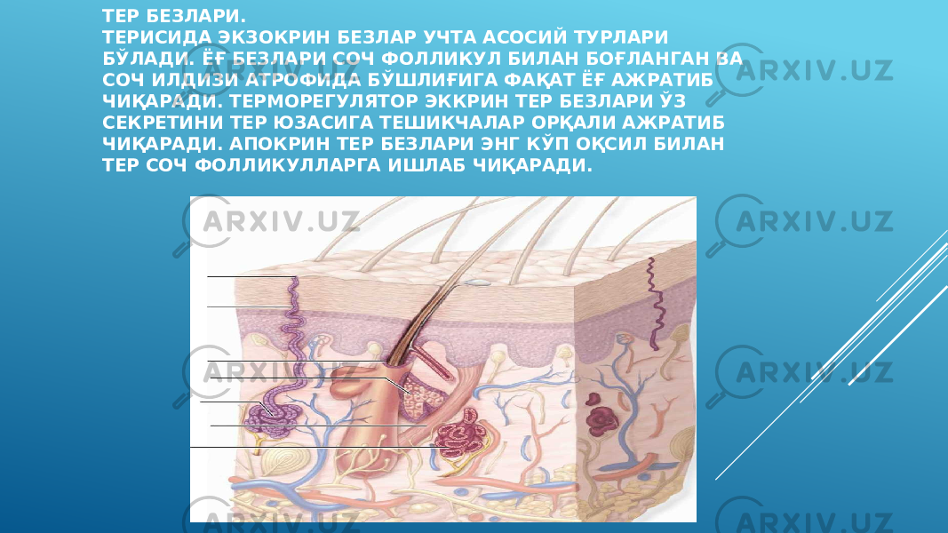 ТЕР БЕЗЛАРИ. ТЕРИСИДА ЭКЗОКРИН БЕЗЛАР УЧТА АСОСИЙ ТУРЛАРИ БЎЛАДИ. ЁҒ БЕЗЛАРИ СОЧ ФОЛЛИКУЛ БИЛАН БОҒЛАНГАН ВА СОЧ ИЛДИЗИ АТРОФИДА БЎШЛИҒИГА ФАҚАТ ЁҒ АЖРАТИБ ЧИҚАРАДИ. ТЕРМОРЕГУЛЯТОР ЭККРИН ТЕР БЕЗЛАРИ ЎЗ СЕКРЕТИНИ ТЕР ЮЗАСИГА ТЕШИКЧАЛАР ОРҚАЛИ АЖРАТИБ ЧИҚАРАДИ. АПОКРИН ТЕР БЕЗЛАРИ ЭНГ КЎП ОҚСИЛ БИЛАН ТЕР СОЧ ФОЛЛИКУЛЛАРГА ИШЛАБ ЧИҚАРАДИ. 