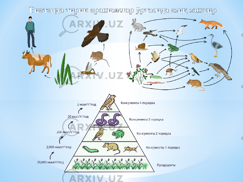 Биотопда тирик оранизмлар ўртасида озиқ занжир 