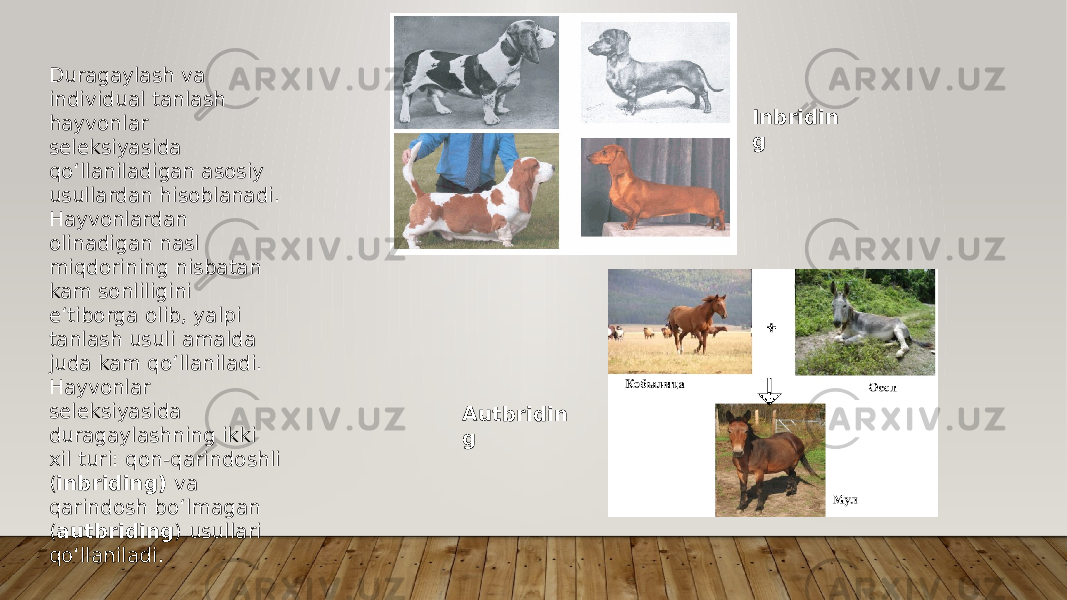 Duragaylash va individual tanlash hayvonlar seleksiyasida qo‘llaniladigan asosiy usullardan hisoblanadi. Hayvonlardan olinadigan nasl miqdorining nisbatan kam sonliligini e‘tiborga olib, yalpi tanlash usuli amalda juda kam qo‘llaniladi. Hayvonlar seleksiyasida duragaylashning ikki xil turi: qon-qarindoshli ( inbriding) va qarindosh bo‘lmagan ( autbriding ) usullari qo‘llaniladi. Inbridin g Autbridin g 