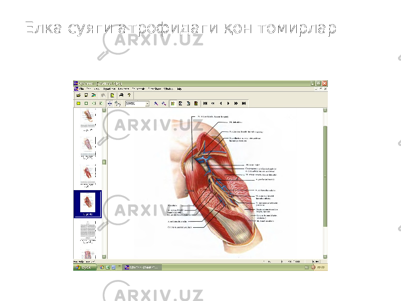 Елка суяги атрофидаги қон томирлар 