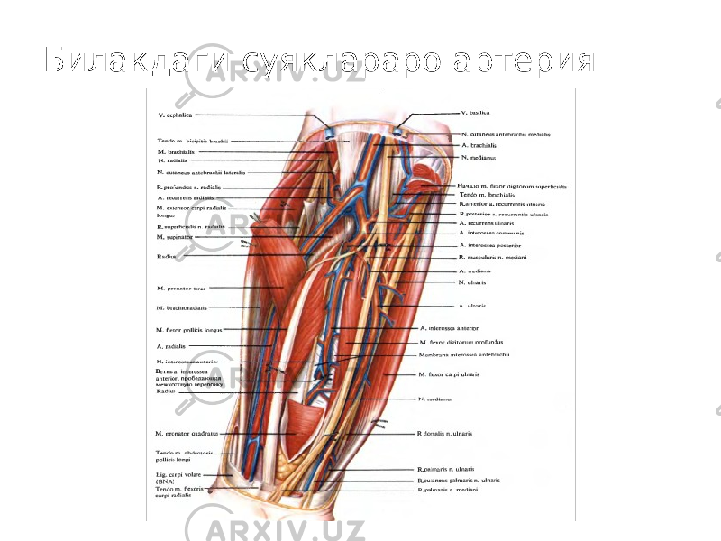 Билакдаги суяклараро артерия 