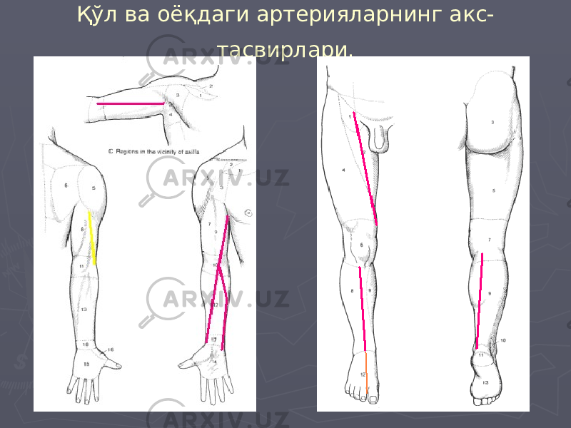 Қўл ва оёқдаги артерияларнинг акс- тасвирлари. 