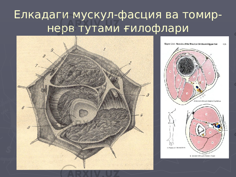 Елкадаги мускул-фасция ва томир- нерв тутами ғилофлари 