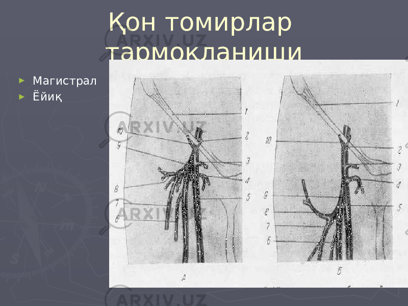 Қон томирлар тармоқланиши ► Магистрал ► Ёйиқ 