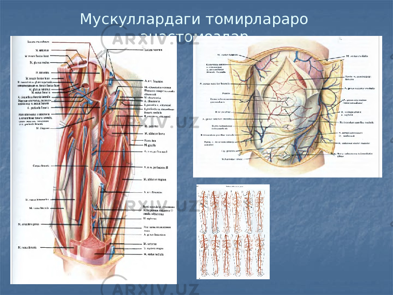 Мускуллардаги томирлараро анастомозлар. 