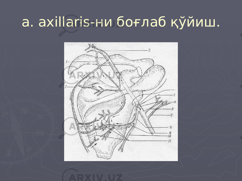 a. axillaris-ни боғлаб қўйиш. 