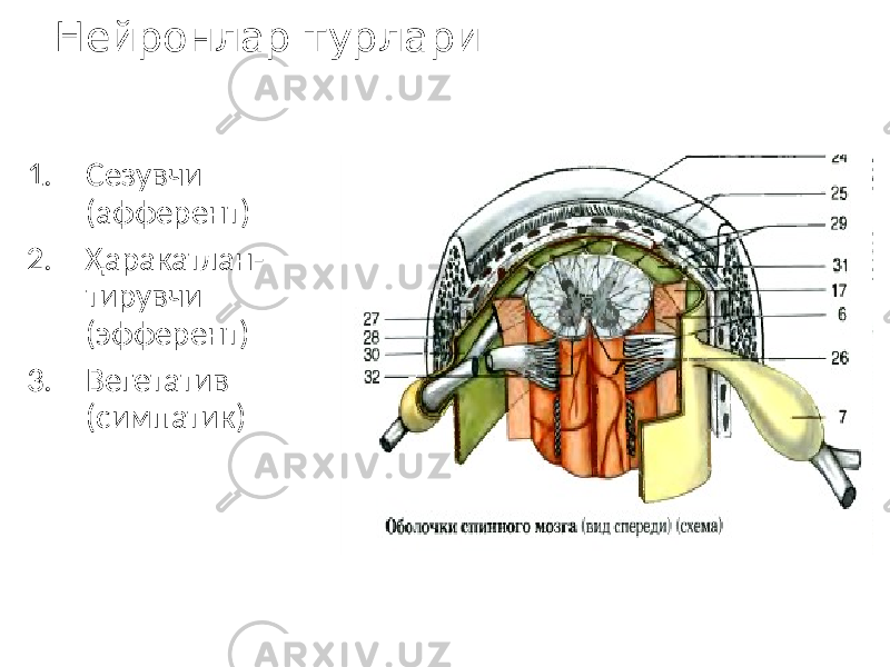 Нейронлар турлари 1. Сезувчи (афферент) 2. Ҳаракатлан- тирувчи (эфферент) 3. Вегетатив (симпатик) 