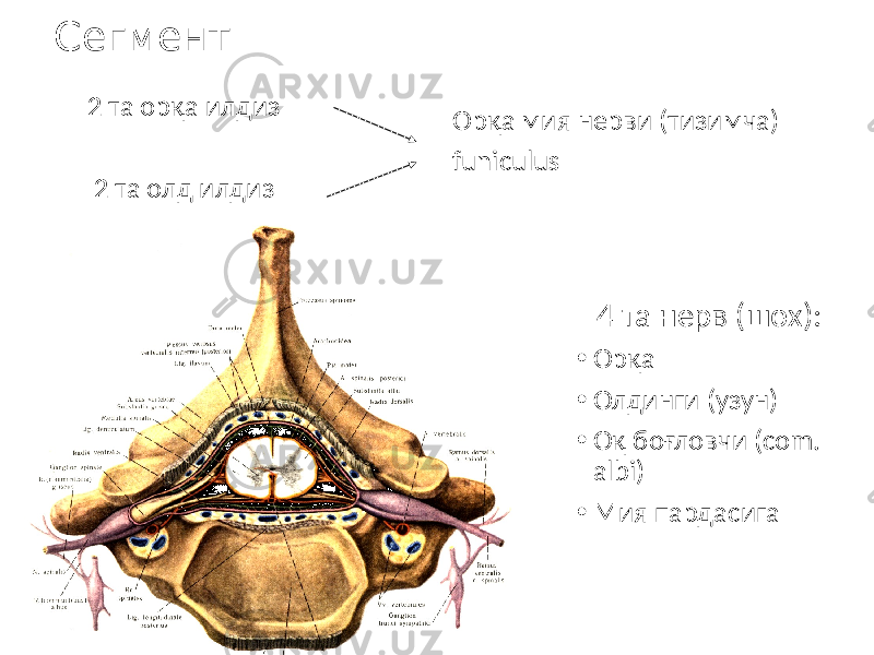 Сегмент 2 та орқа илдиз 2 та олд илдиз Орқа мия нерви (тизимча) funiculus 4 та нерв (шох): • Орқа • Олдинги (узун) • Оқ боғловчи (com. albi) • Мия пардасига 