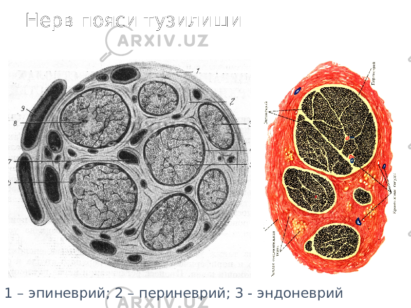 Нерв пояси тузилиши 1 – эпиневрий; 2 – периневрий; 3 - эндоневрий 