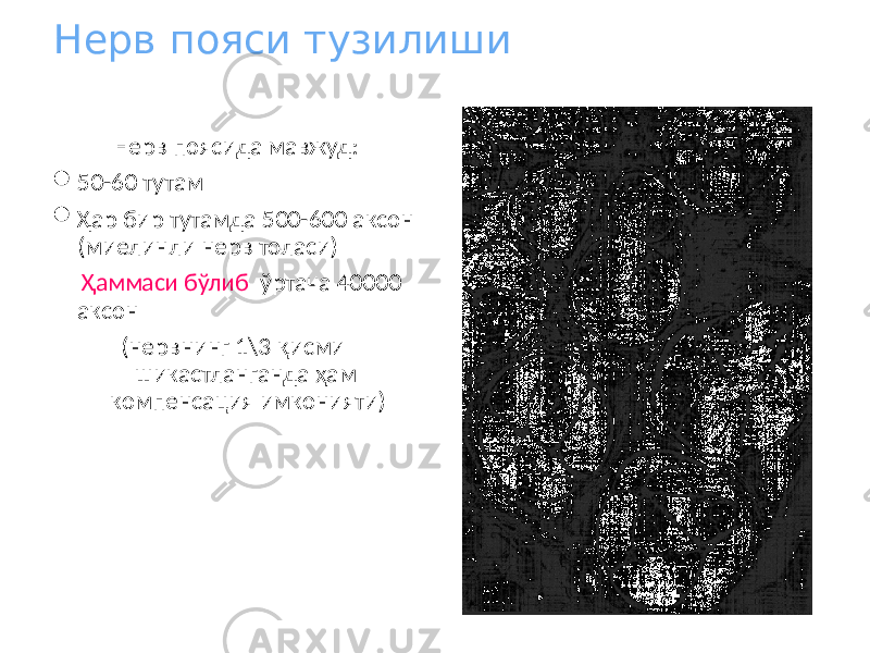 Нерв пояси тузилиши Нерв поясида мавжуд:  50-60 тутам  Ҳар бир тутамда 500-600 аксон (миелинли нерв толаси) Ҳаммаси бўлиб ўртача 40000 аксон (нервнинг 1\3 қисми шикастланганда ҳам компенсация имконияти) 