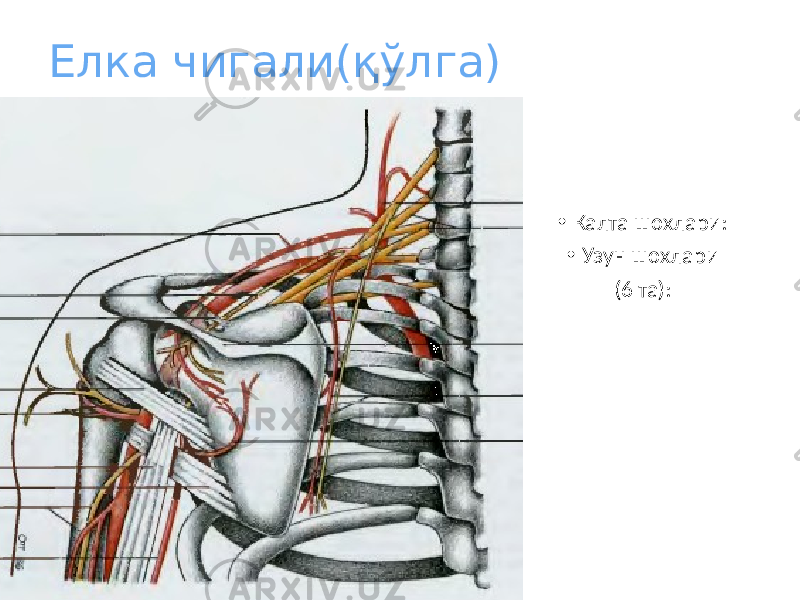 Елка чигали(қўлга) • Калта шохлари: • Узун шохлари (6 та): 