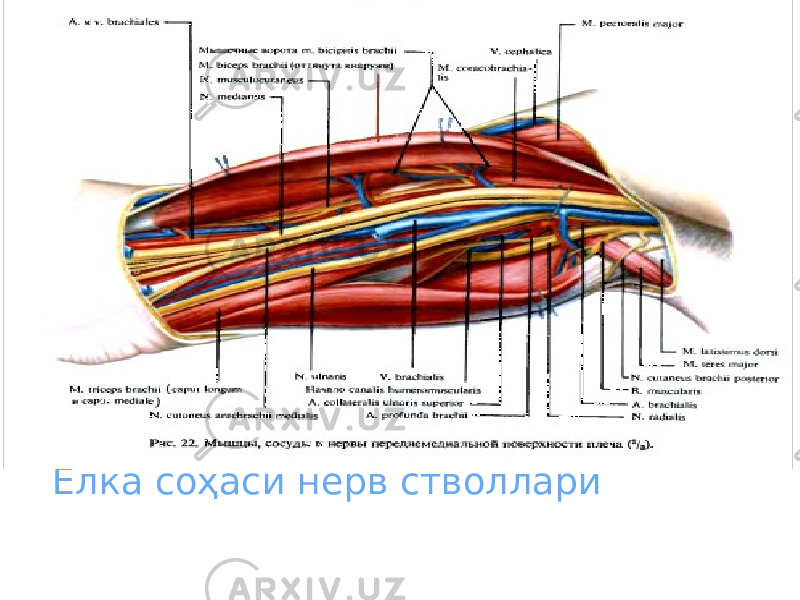 Елка соҳаси нерв стволлари 