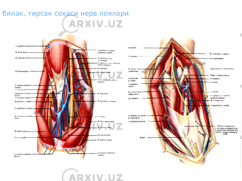 билак, тирсак соҳаси нерв поялари 