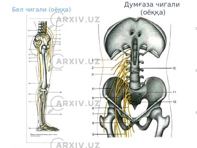 Бел чигали (оёққа) Думғаза чигали (оёққа) 