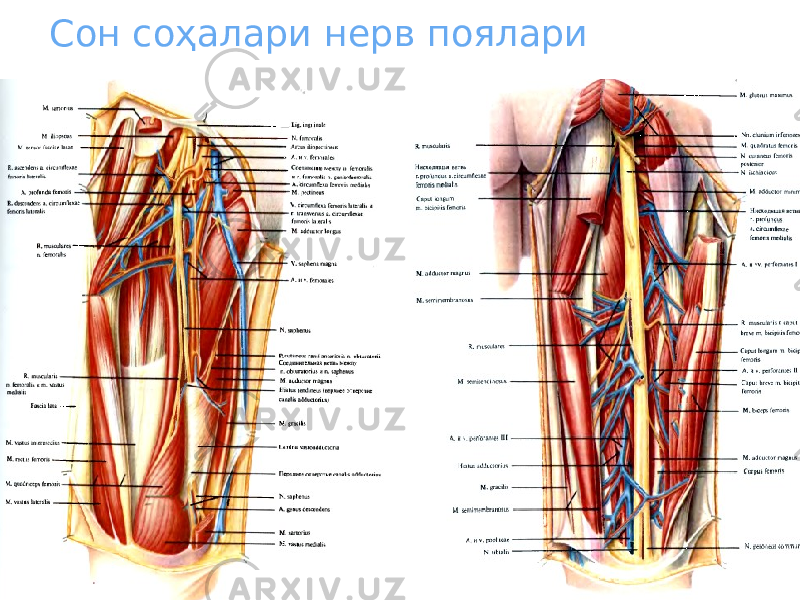 Сон соҳалари нерв поялари 