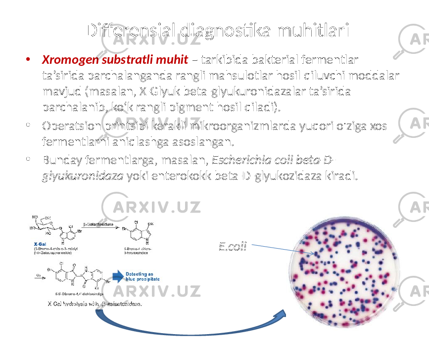 Differensial diagnostika muhitlari • Xromogen substratli muhit – tarkibida bakterial fermentlar ta’sirida parchalanganda rangli mahsulotlar hosil qiluvchi moddalar mavjud (masalan, X-Glyuk beta-glyukuronidazalar ta’sirida parchalanib, ko‘k rangli pigment hosil qiladi). • Operatsion printsipi kerakli mikroorganizmlarda yuqori o&#39;ziga xos fermentlarni aniqlashga asoslangan. • Bunday fermentlarga, masalan, Escherichia coli beta-D- glyukuronidaza yoki enterokokk beta-D-glyukozidaza kiradi. E.coli 