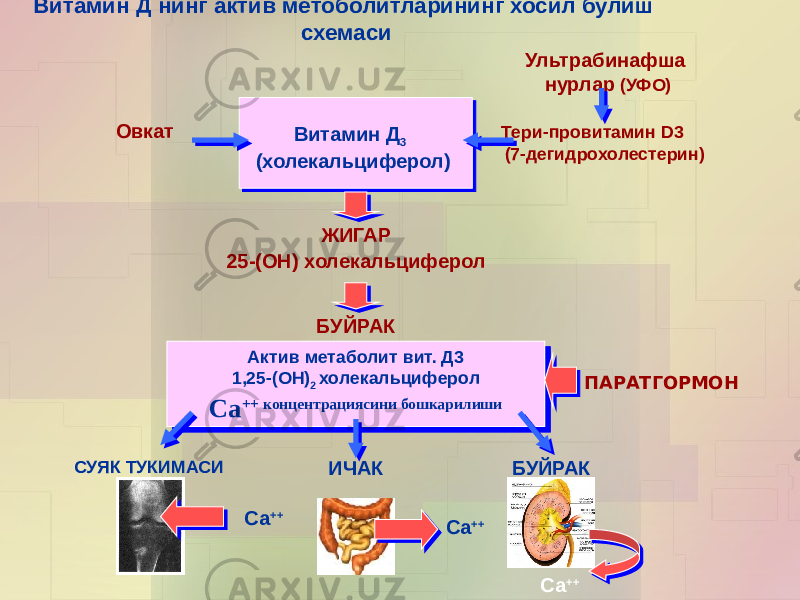 Витамин Д нинг актив метоболитларининг хосил булиш схемаси Ультрабинафша нурлар (УФО) Тери-провитамин D3 (7-дегидрохолестерин)Витамин Д 3 (холекальциферол)Овкат ЖИГАР 25-(ОН) холекальциферол БУЙРАК Актив метаболит вит. Д3 1,25-(ОН) 2 холекальциферол Са ++ концентрациясини бошкарилиши Актив метаболит вит. Д3 1,25-(ОН) 2 холекальциферол Са ++ концентрациясини бошкарилиши ПАРАТГОРМОН СУЯК ТУКИМАСИ ИЧАК БУЙРАК Са ++ Са ++ Са ++ 