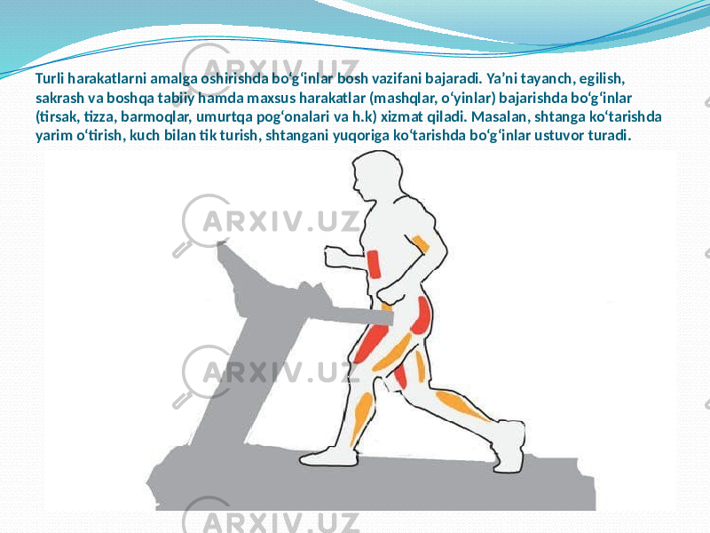 Turli harakatlarni amalga oshirishda bo‘g‘inlar bosh vazifani bajaradi. Ya’ni tayanch, egilish, sakrash va boshqa tabiiy hamda maxsus harakatlar (mashqlar, o‘yinlar) bajarishda bo‘g‘inlar (tirsak, tizza, barmoqlar, umurtqa pog‘onalari va h.k) xizmat qiladi. Masalan, shtanga ko‘tarishda yarim o‘tirish, kuch bilan tik turish, shtangani yuqoriga ko‘tarishda bo‘g‘inlar ustuvor turadi. 