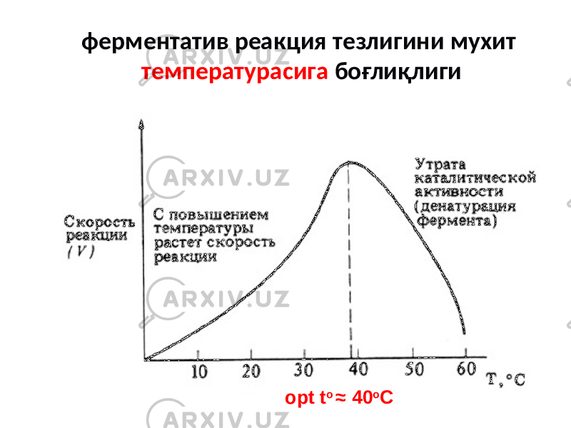 ферментатив реакция тезлигини мухит температурасига боғлиқлиги opt t o ≈ 40 o C 