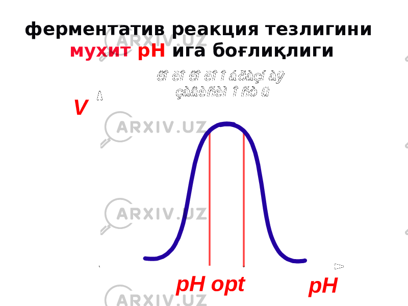 ферментатив реакция тезлигини мухит рН ига боғлиқлигиV pH pH opt êî ë î êî ë î î á ðàçí àÿ çàâèñèì î ñò ü 