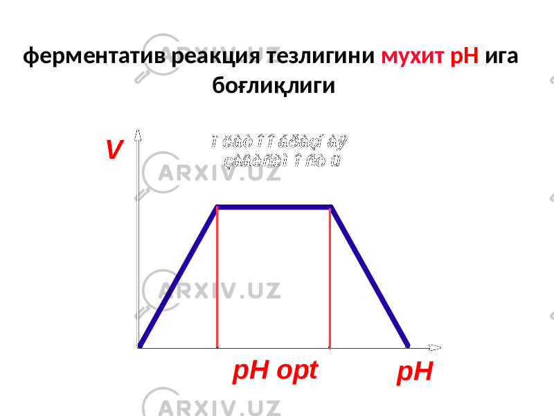 ферментатив реакция тезлигини мухит рН ига боғлиқлиги V pHpH optï ë àò î î á ðàçí àÿ çàâèñèì î ñò ü 