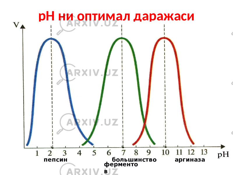 рН ни оптимал даражаси пепсин большинство аргиназа ферменто в 