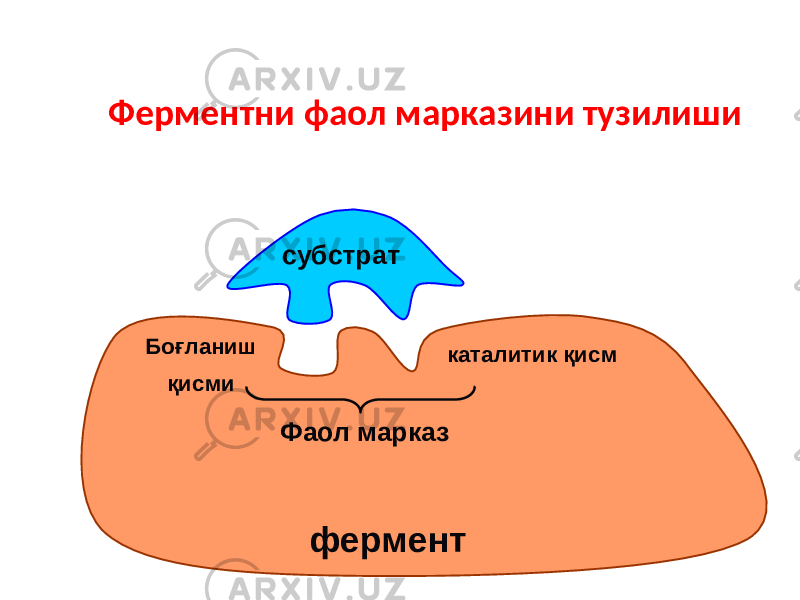 Ферментни фаол марказини тузилиши субстрат Боғланиш қисми каталитик қисм Фаол марказ фермент 