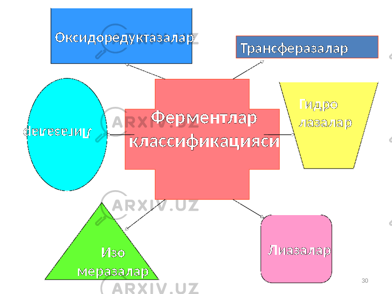 30ЛигазаларОксидоредуктазалар Трансферазалар Гидро лазалар Лиазалар Изо меразалар Ферментлар классификацияси 