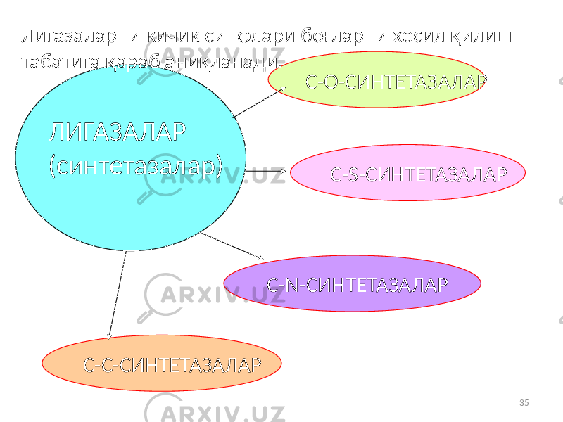 35С-О-СИНТЕТАЗАЛАР С-С-СИНТЕТАЗАЛАР С-S-СИНТЕТАЗАЛАР С-N-СИНТЕТАЗАЛАРЛИГАЗАЛАР (синтетазалар)Лигазаларни кичик синфлари боғларни хосил қилиш табатига қараб аниқланади. 