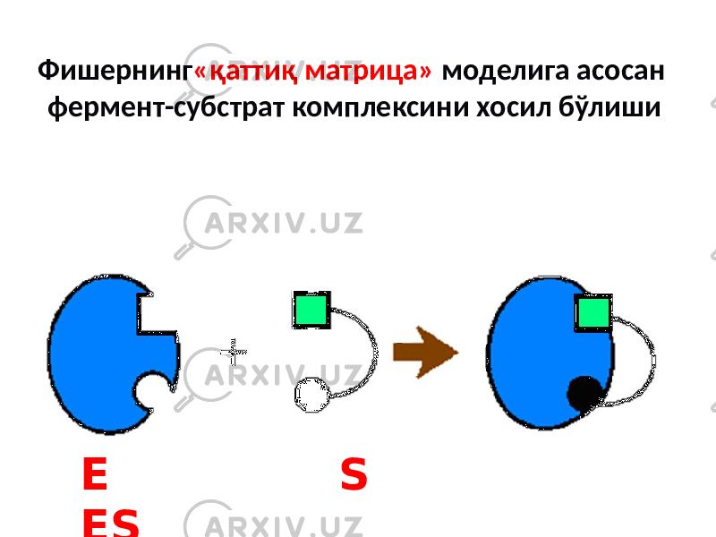 Фишернинг «қаттиқ матрица» моделига асосан фермент-субстрат комплексини хосил бўлиши E S ES 