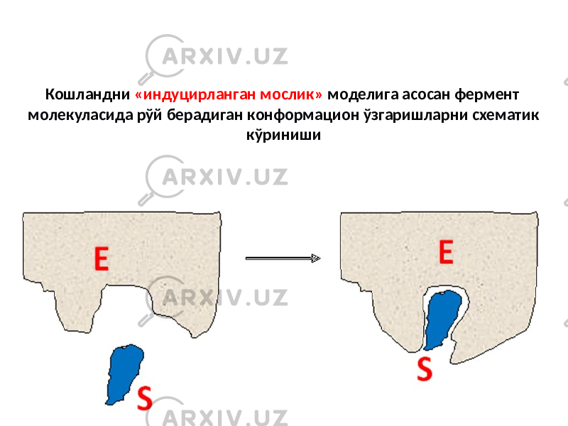 Кошландни «индуцирланган мослик» моделига асосан фермент молекуласида рўй берадиган конформацион ўзгаришларни схематик кўриниши 