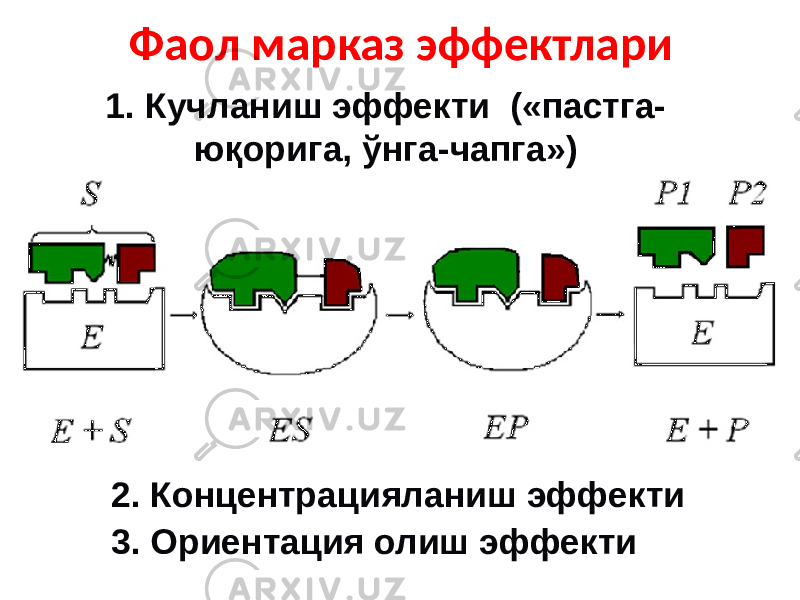 Фаол марказ эффектлари 1. Кучланиш эффекти («пастга- юқорига, ўнга-чапга») 3. Ориентация олиш эффекти2. Концентрацияланиш эффекти 