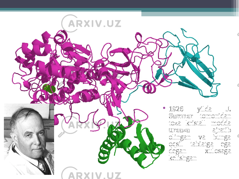 • 1926 yilda J. Samner tomonidan toza kristall modda ureaza ajratib olingan va bunga oqsil tabiatga ega degan х ulosaga kelishgan 