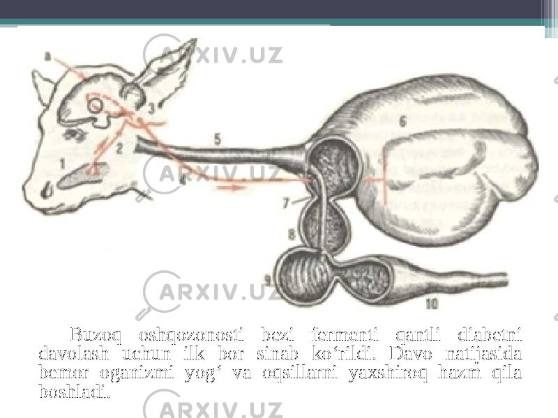 Buzoq oshqozonosti bezi fermenti qantli diabetni davolash uchun ilk bor sinab ko‘rildi. Davo natijasida bemor oganizmi yog‘ va oqsillarni yaxshiroq hazm qila boshladi. 