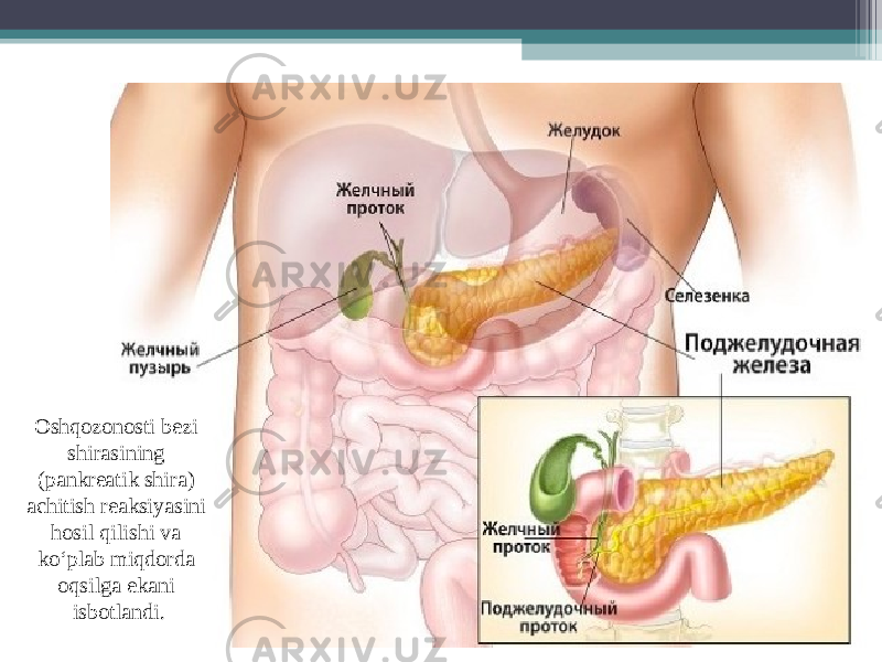 Oshqozonosti bezi shirasining (pankreatik shira) achitish reaksiyasini hosil qilishi va ko‘plab miqdorda oqsilga ekani isbotlandi. 