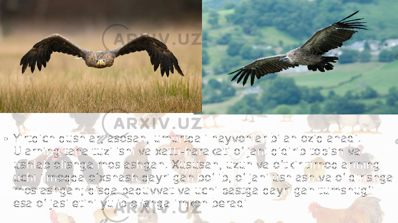 • Yirtqich qushlar, asosan, umurtqali hayvonlar bilan oziqlanadi. Ularning tana tuzilishi va xatti-harakati o‘ljani qidirib topish va ushlab olishga moslashgan. Xususan, uzun va o‘tkir tirnoqlarining uchi ilmoqqa o‘xshash qayrilgan bo‘lib, o‘ljani ushlash va o‘ldirishga moslashgan; qisqa baquvvat va uchi pastga qayrilgan tumshug‘i esa o‘ljasi etini yulib olishga imkon beradi 