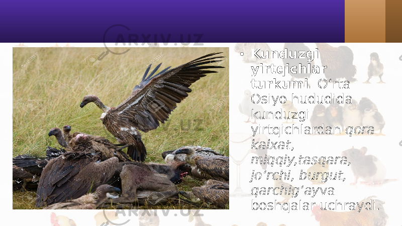 • Kunduzgi yirtqichlar turkumi. O‘rta Osiyo hududida kunduzgi yirtqichlardan qora kalxat , miqqiy,tasqara, jo‘rchi, burgut, qarchig‘ay va boshqalar uchraydi. 