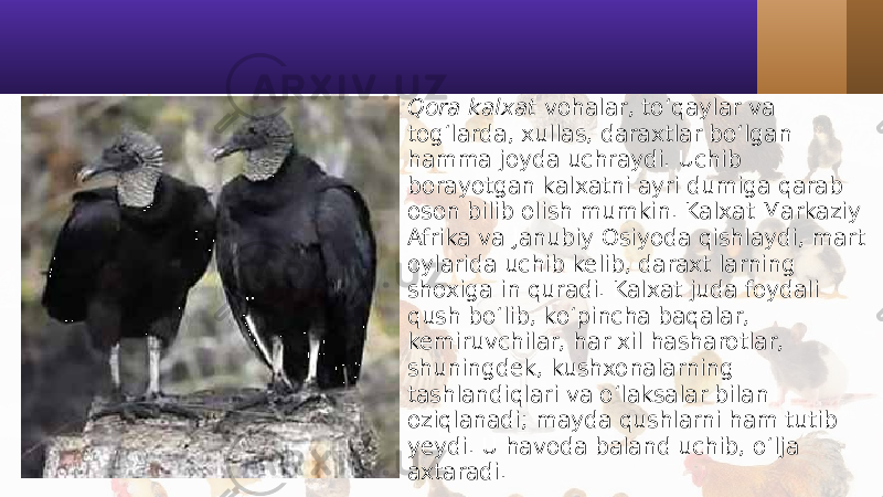 • Qora kalxat vohalar, to‘qaylar va tog‘larda, xullas, daraxtlar bo‘lgan hamma joyda uchraydi. Uchib borayotgan kalxatni ayri dumiga qarab oson bilib olish mumkin. Kalxat Markaziy Afrika va Janubiy Osiyoda qishlaydi, mart oylarida uchib kelib, daraxt larning shoxiga in quradi. Kalxat juda foydali qush bo‘lib, ko‘pincha baqalar, kemiruvchilar, har xil hasharotlar, shuningdek, kushxonalarning tashlandiqlari va o‘laksalar bilan oziqlanadi; mayda qushlarni ham tutib yeydi. U havoda baland uchib, o‘lja axtaradi. 