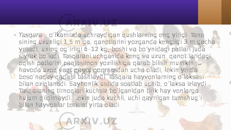 • Tasqara – o‘lkamizda uchraydigan qushlarning eng yirigi. Tana sining uzunligi 1,5 m ga, qanotlarini yozganda kengligi 3 m gacha yetadi; uning og‘irligi 6–12 kg, boshi va bo‘ynidagi patlari juda siyrak bo‘ladi. Tasqarani uchganida keng va uzun qanot laridagi oqish patlarini panjasimon yozilishiga qarab bilish mumkin. U havoda uzoq vaqt qanot qoqmasdan ucha oladi, lekin yerda beso‘naqay qadam tashlaydi. Tasqara hayvonlarning o‘laksasi bilan oziqlanadi. Sayhonlik ustida soatlab uchib, o‘laksa izlaydi. Tasqaraning tirnoqlari kuchsiz bo‘lganidan tirik hay vonlarga hujum qilolmaydi. Lekin juda kuchli, uchi qayrilgan tumshug‘i bilan hayvonlar terisini yirta oladi. 